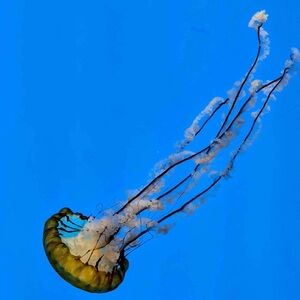 Meet your Posher, Stella